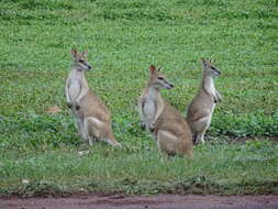 Image of Agile Wallaby