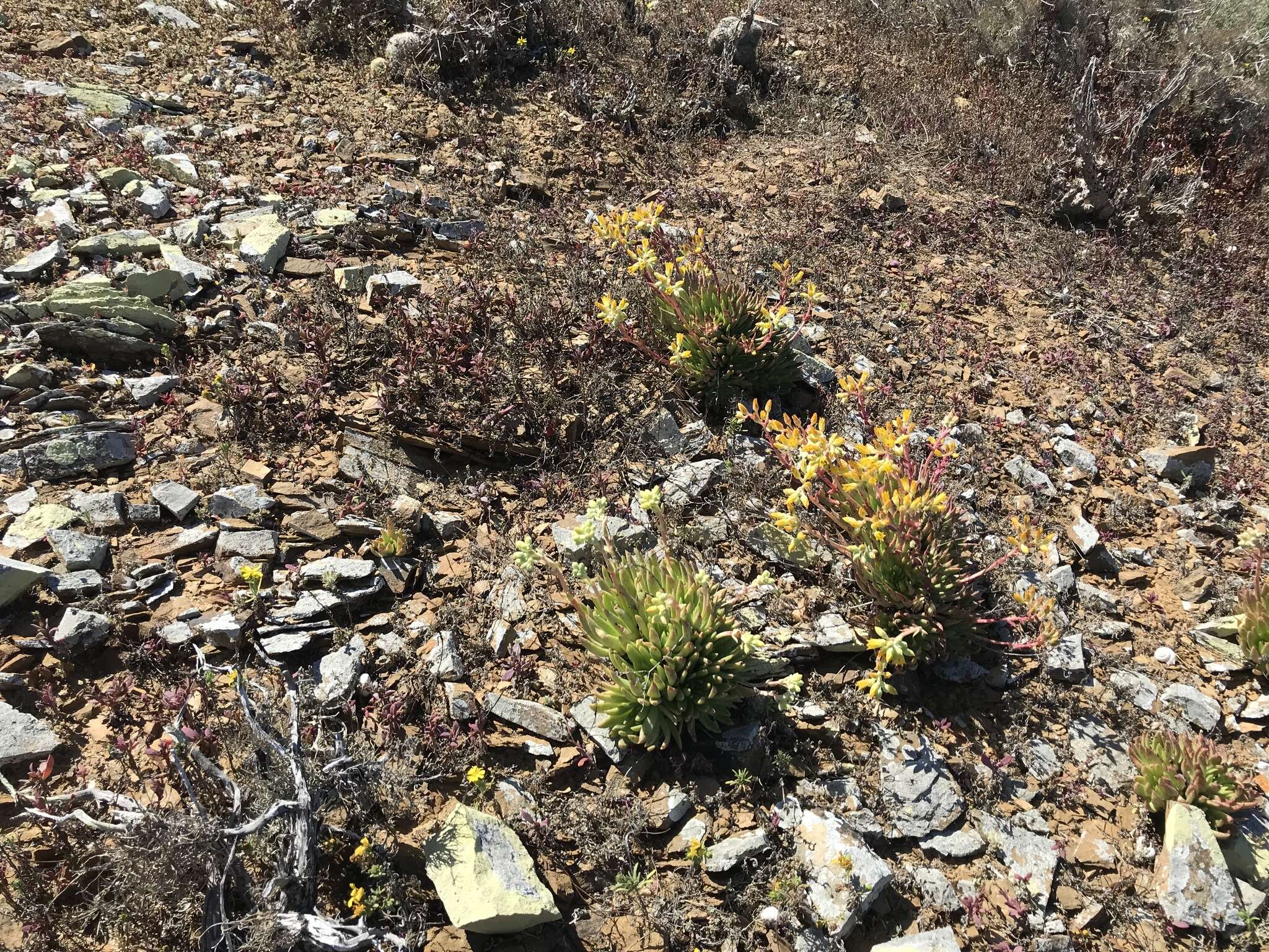 Image of Dudleya linearis (Greene) Britton & Rose