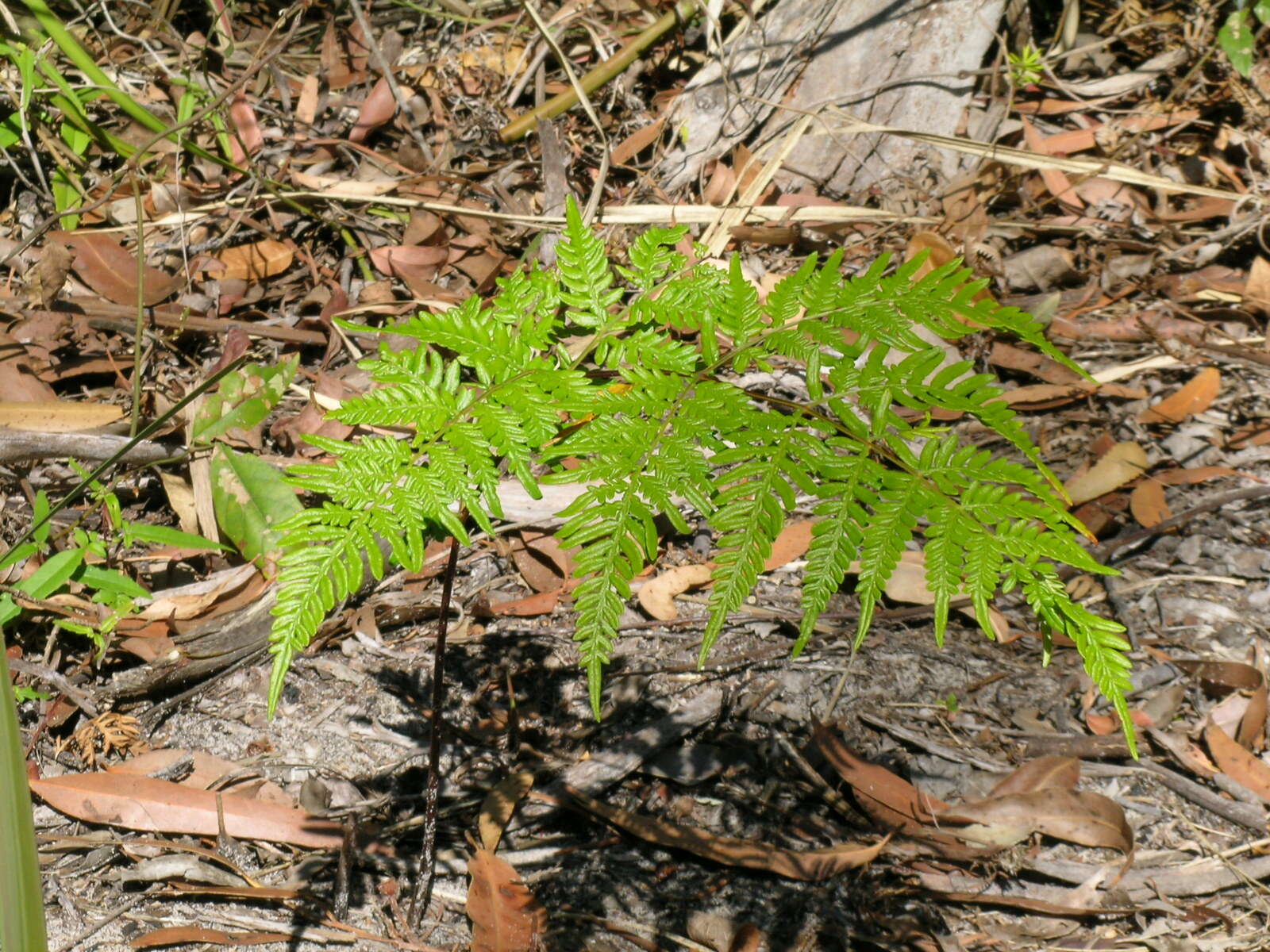 Image of Pteridium esculentum (G. Forst.) Nakai