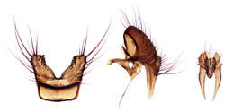 Image of root-maggot flies