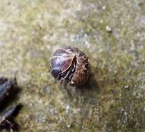 Image of Pill woodlouse