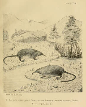 Image de Galemys Kaup 1829