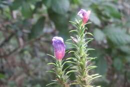 Strobilanthes integrifolius (Dalz.) Kuntze resmi