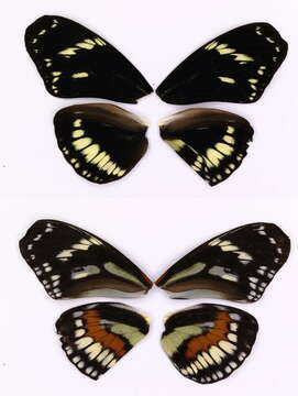 Imagem de Heliconius hecuba Hewitson 1857