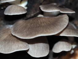 Image of Pleurotus parsonsiae G. Stev. 1964