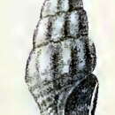 Image of Splendrillia granatella (Melvill & Standen 1903)