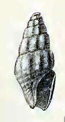 Image of Splendrillia granatella (Melvill & Standen 1903)