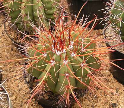 Image of Melocactus ernestii Vaupel