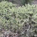 Sivun Acacia lanuginophylla R. S. Cowan & Maslin kuva