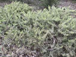 Image of Acacia lanuginophylla R. S. Cowan & Maslin