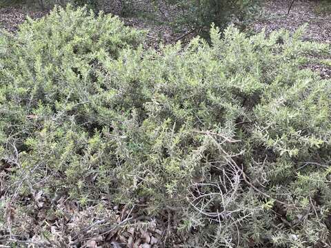 Imagem de Acacia lanuginophylla R. S. Cowan & Maslin