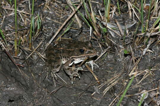 Image of Plains Leopard Frog