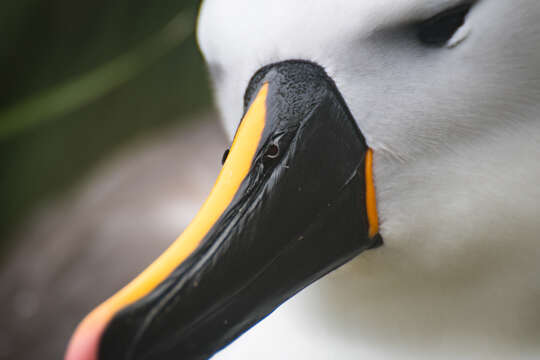 Image of Indian Yellow-nosed Albatross