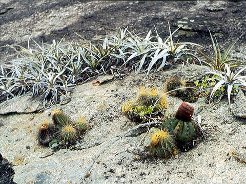 Image of Orthophytum horridum Leme