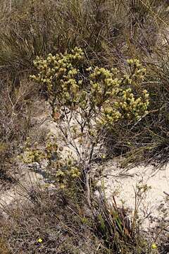 Image of Leucopogon flavescens Sond.