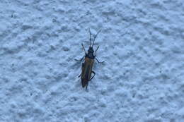 Image of Oedemera