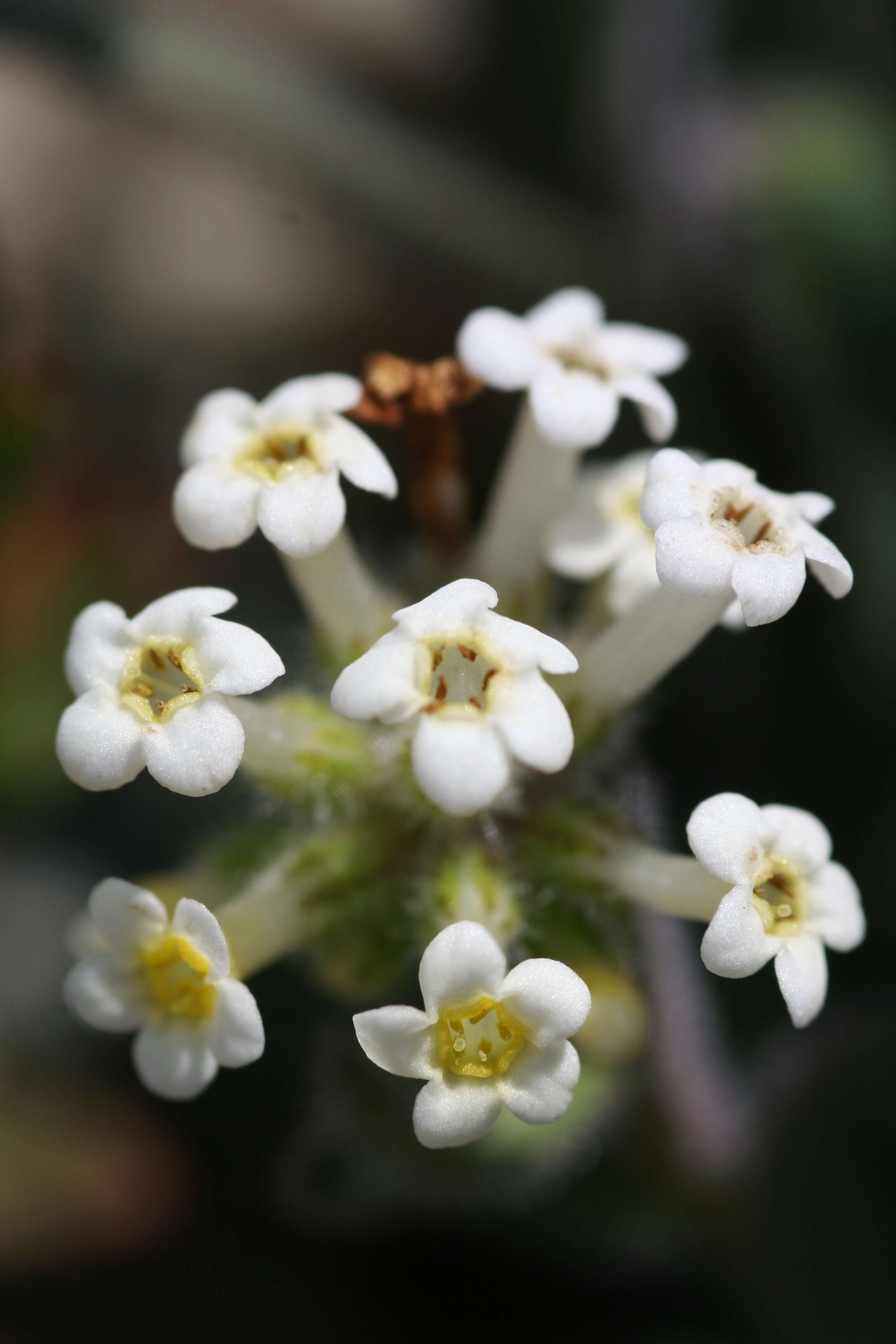 Image de Myosotis traversii Hook. fil.