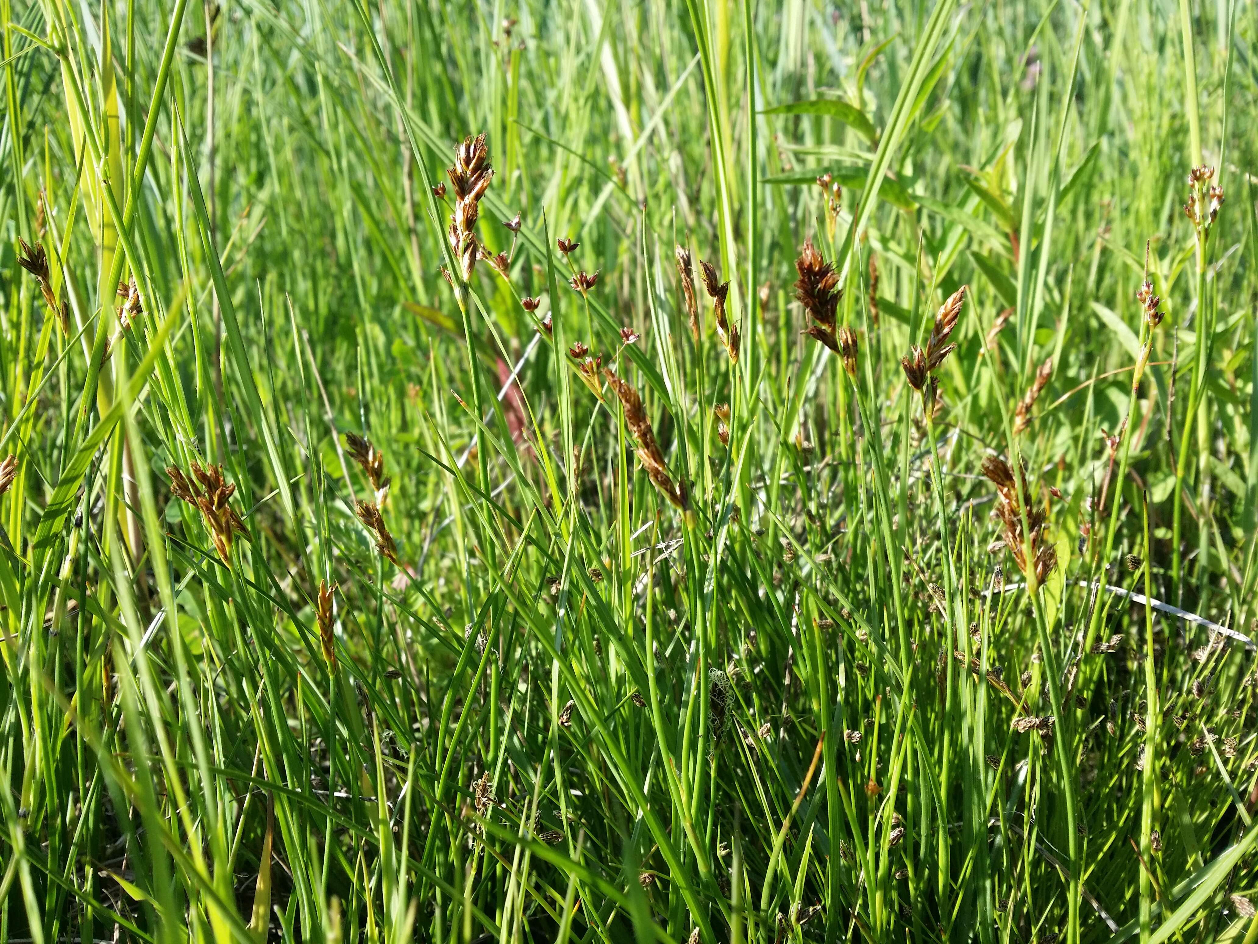 Image of Flat-sedge