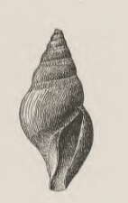 Image of Xanthodaphne argeta (Dall 1890)