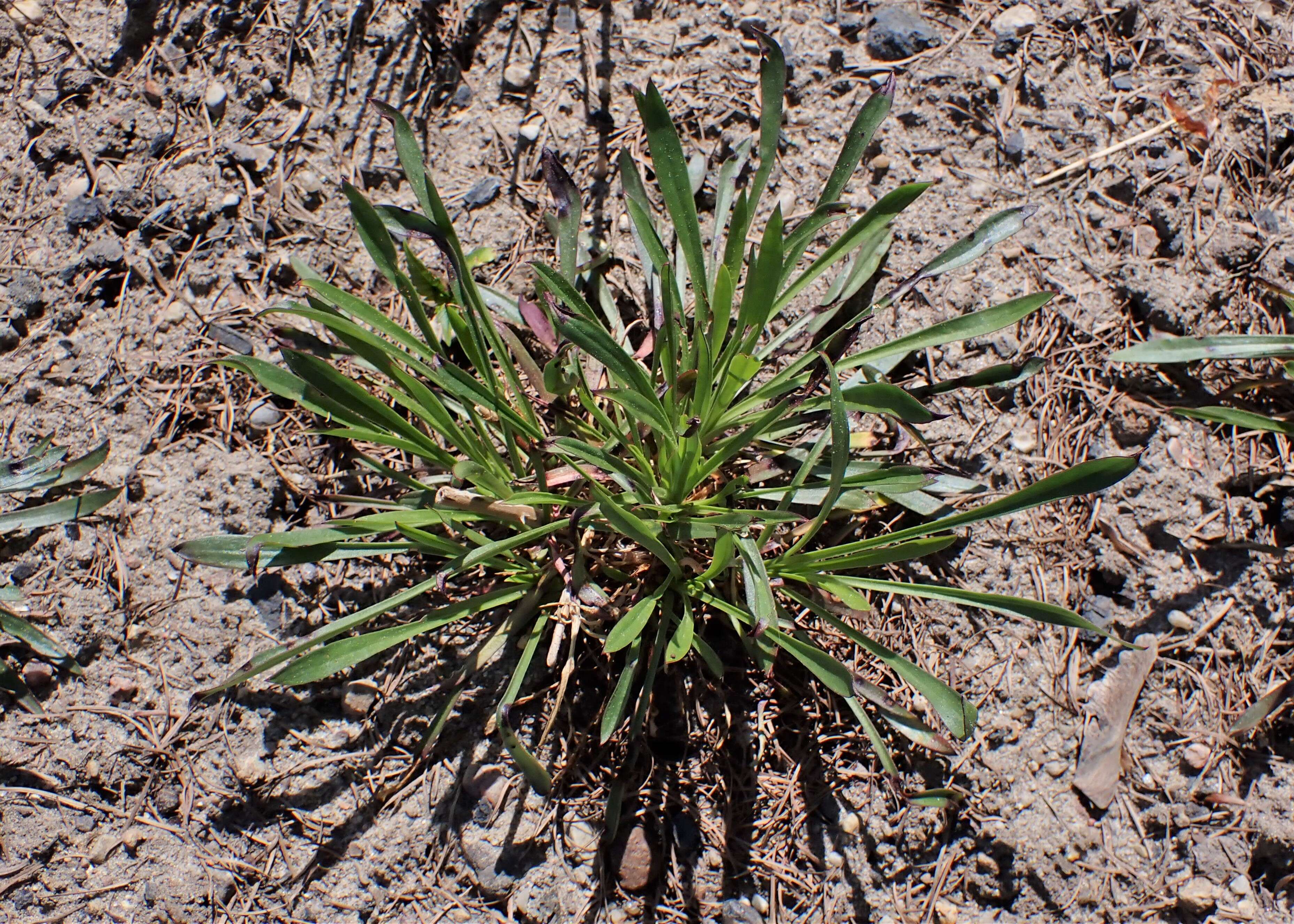 Image de Silene chlorantha (Willd.) Ehrh.