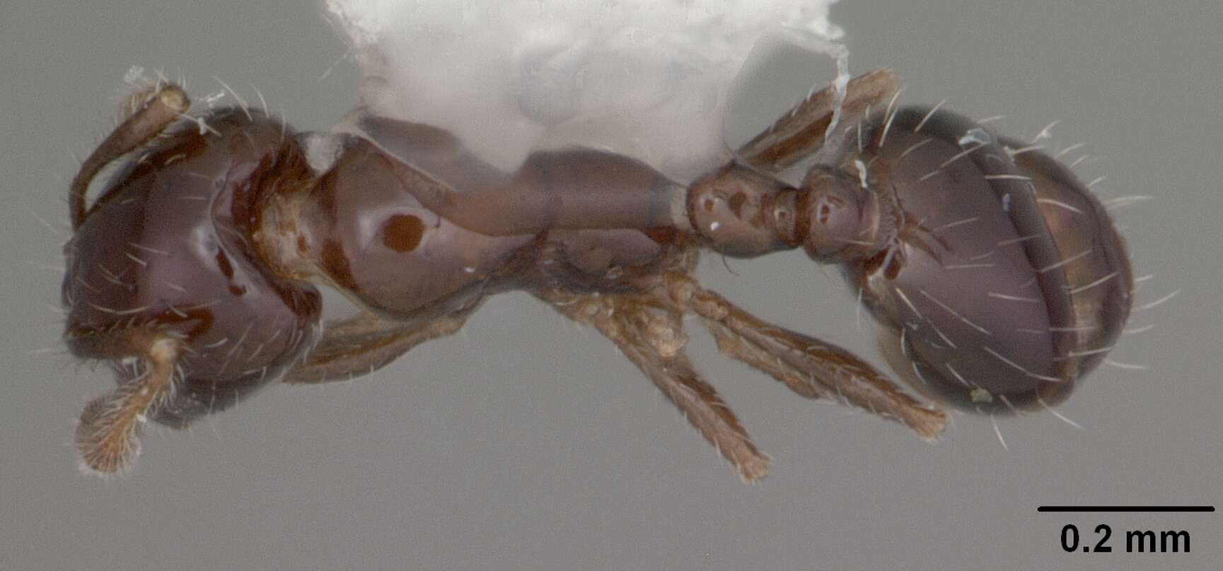 Image of Monomorium trageri Du Bois 1986