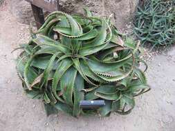 Слика од Aloe somaliensis C. H. Wright ex W. Watson