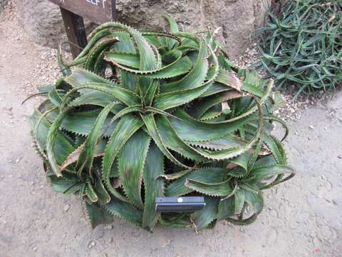 Aloe somaliensis C. H. Wright ex W. Watson resmi