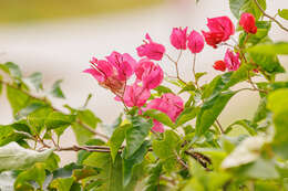 Слика од Bougainvillea