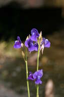 Utricularia delphinioides Thorel ex Pellegr. resmi