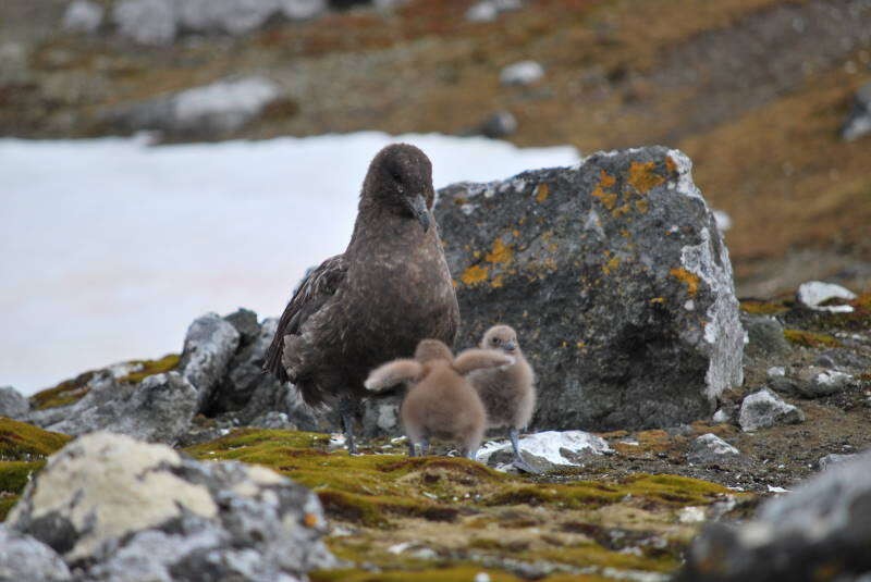 Image of Brown Skua