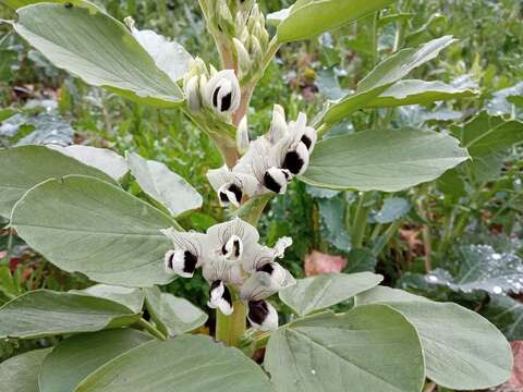 Image of Broad Bean