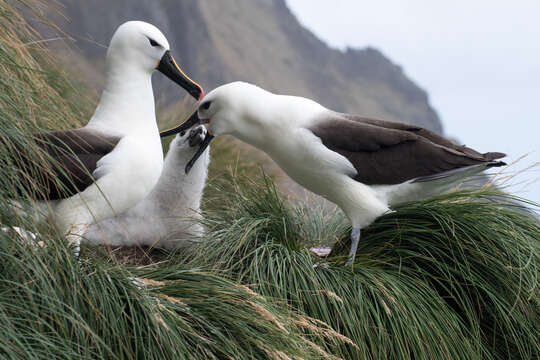 Image de Albatros de Carter