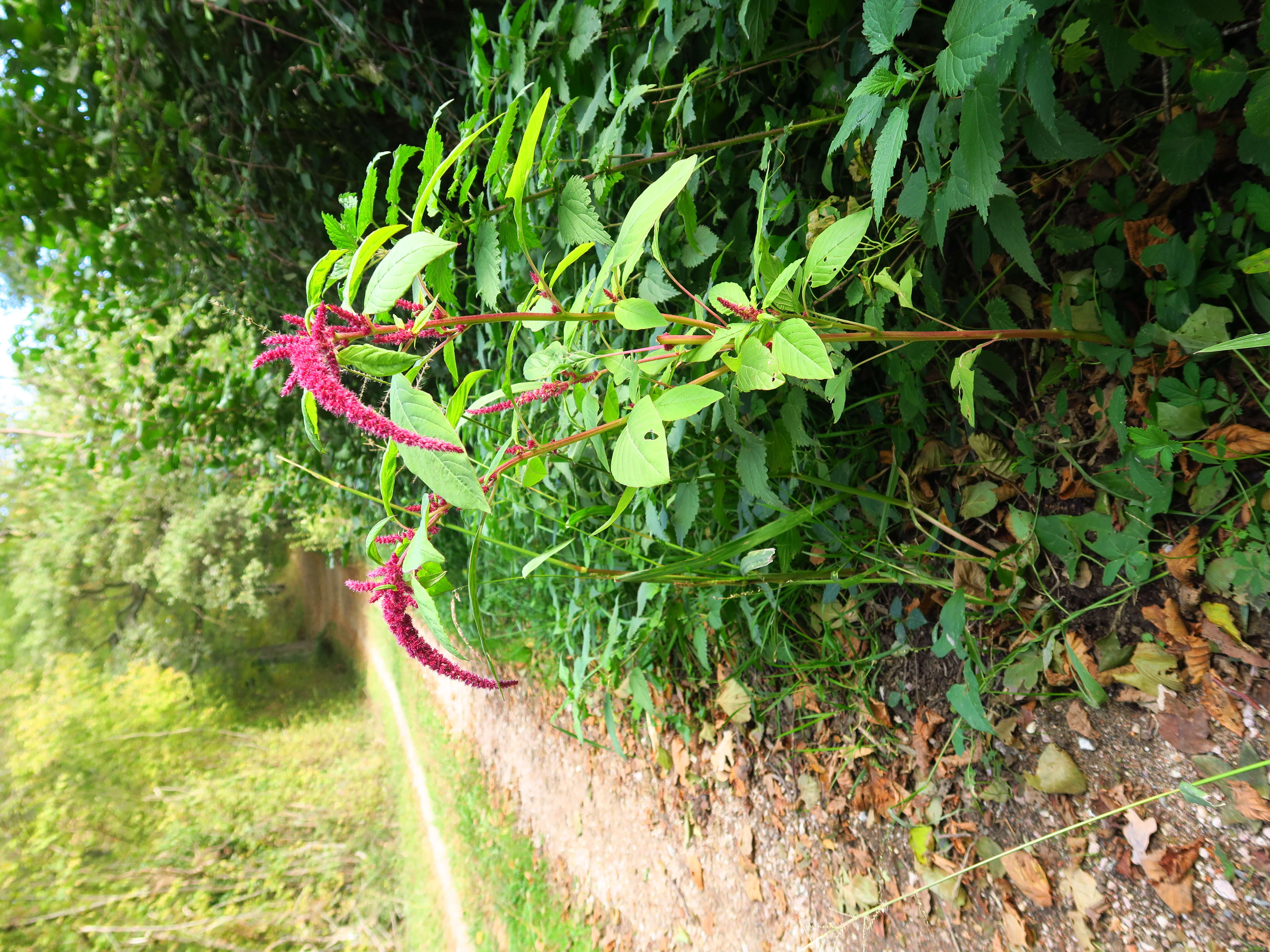 Image of love-lies-bleeding