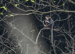 Image of Red-shanked Douc Langur