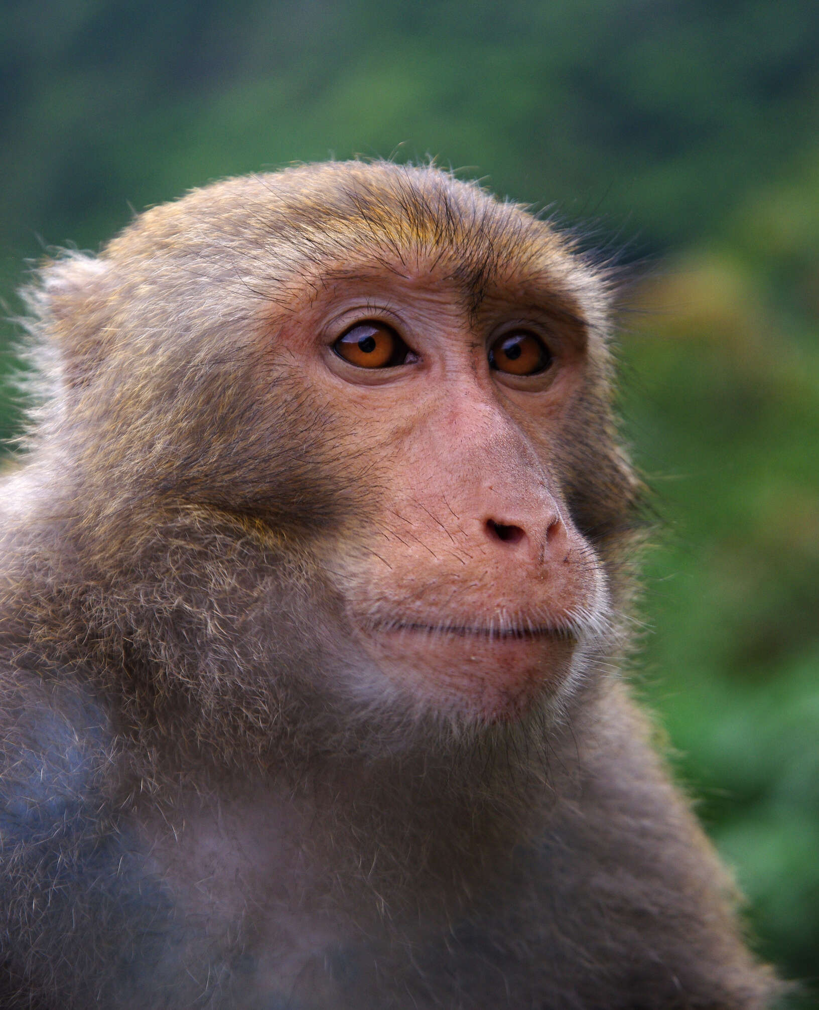 Image of Taiwan macaque