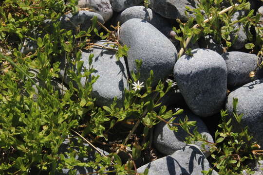 Imagem de Stellaria humifusa Rottb.