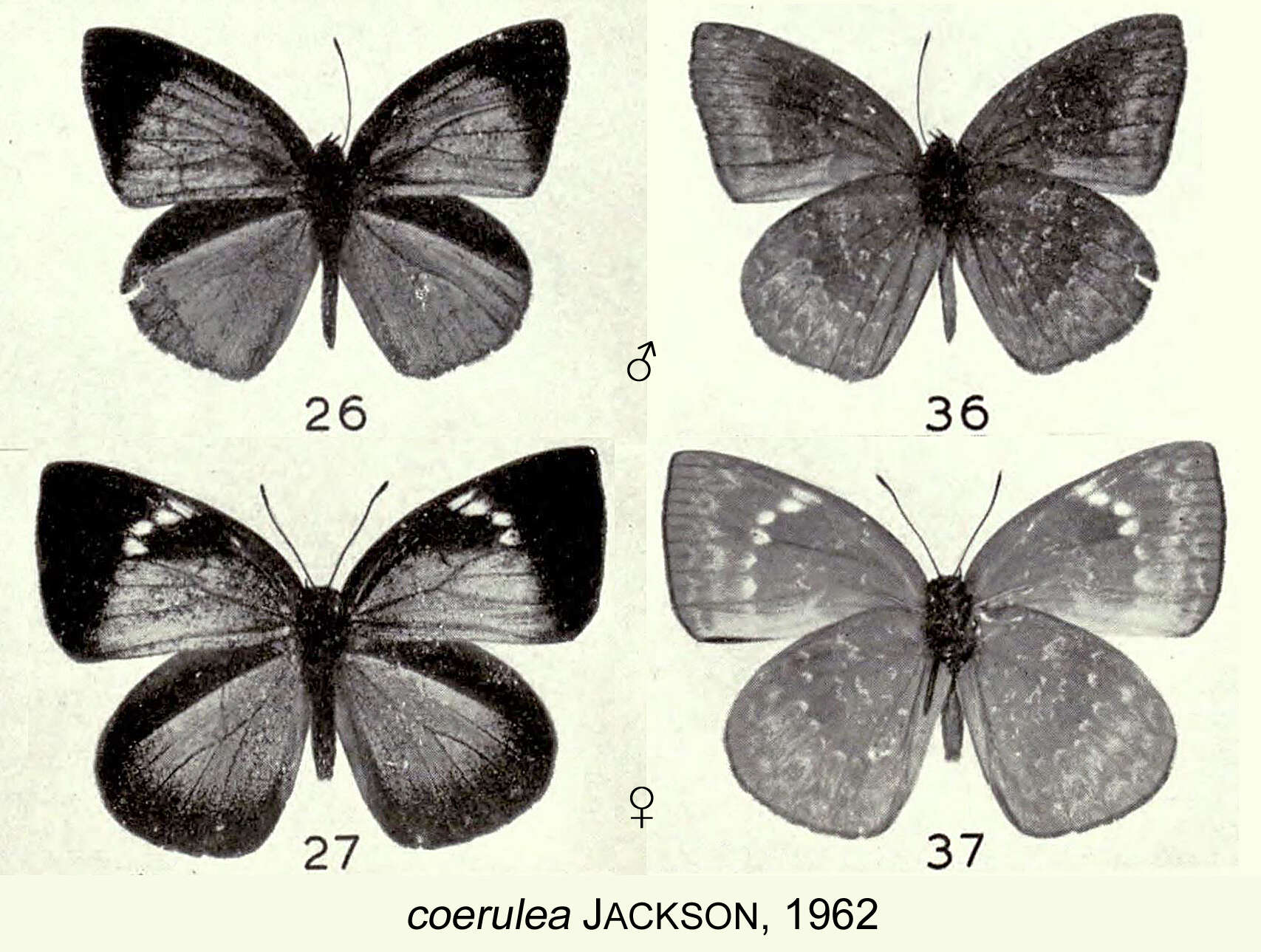 Слика од Stempfferia coerulea