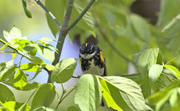 Image of Myrtle Warbler