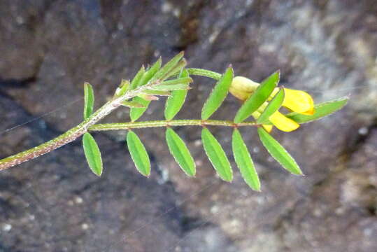 Image of yellow bird's-foot