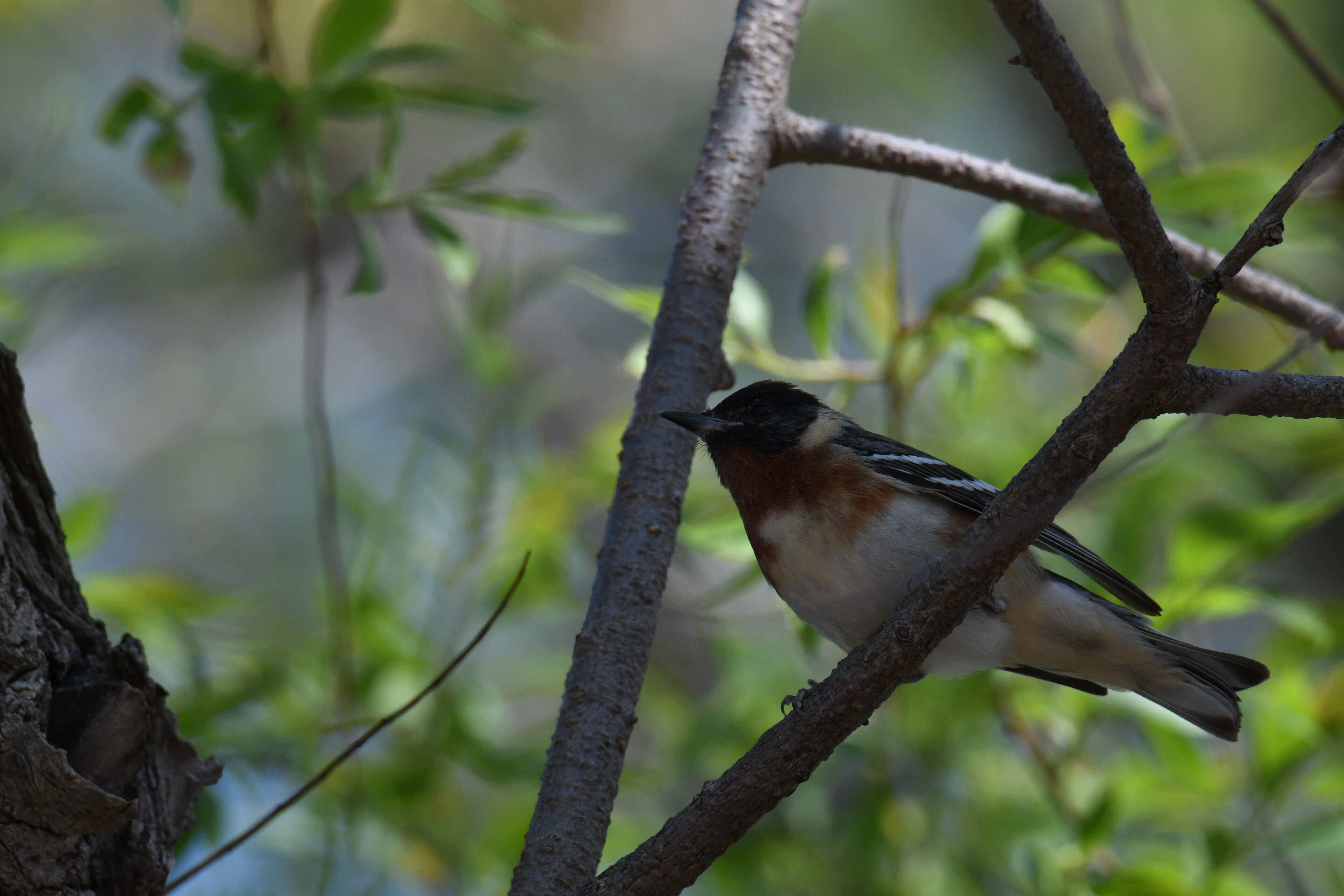 Image of Bay-breasted Warbler