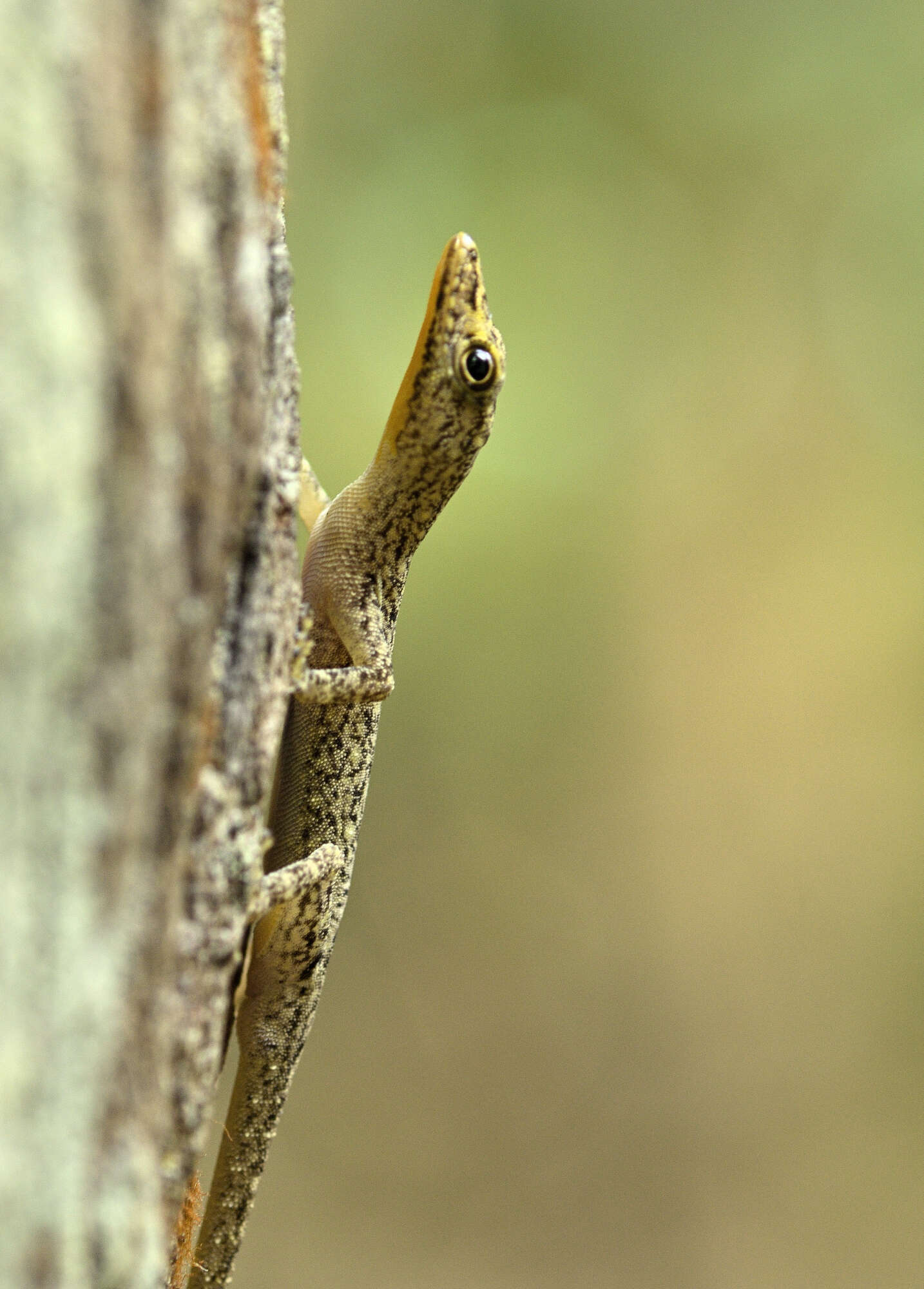 Слика од Cnemaspis littoralis (Jerdon 1854)