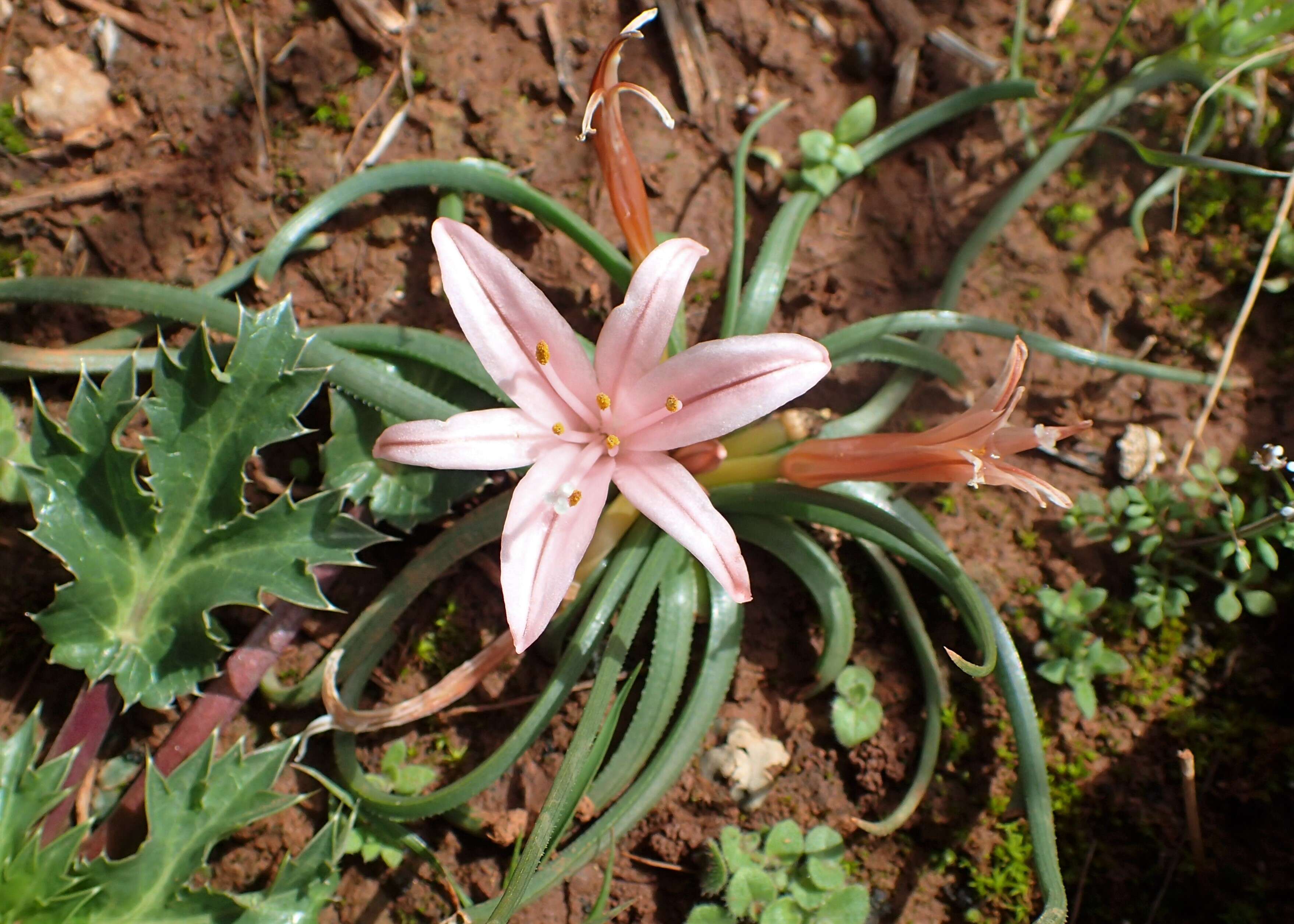 Image of Asphodelus acaulis Desf.