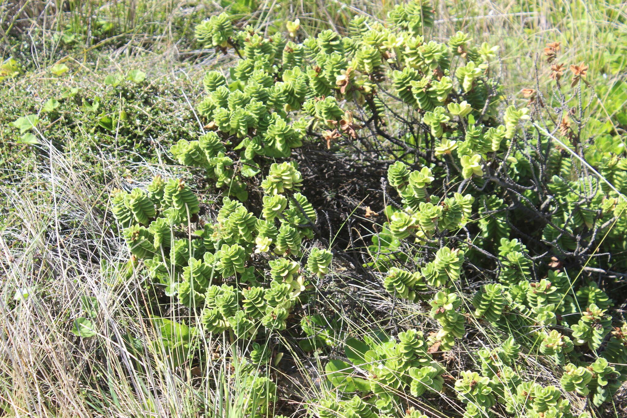 Sivun Veronica elliptica G. Forster kuva