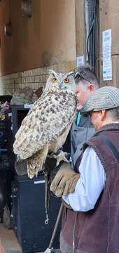 Image of Eurasian Eagle Owl