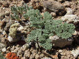 Image of gray springparsley