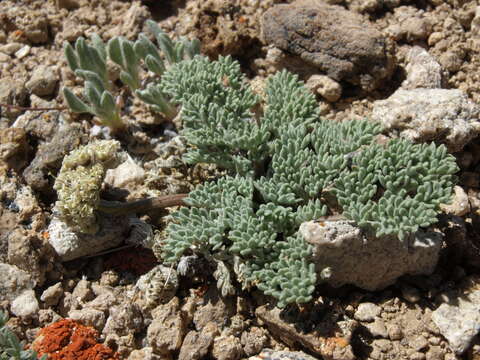 Plancia ëd Aulospermum cinerarium (A. Gray) Coult. & Rose