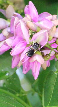 Image of Megachile disjunctiformis Cockerell 1911