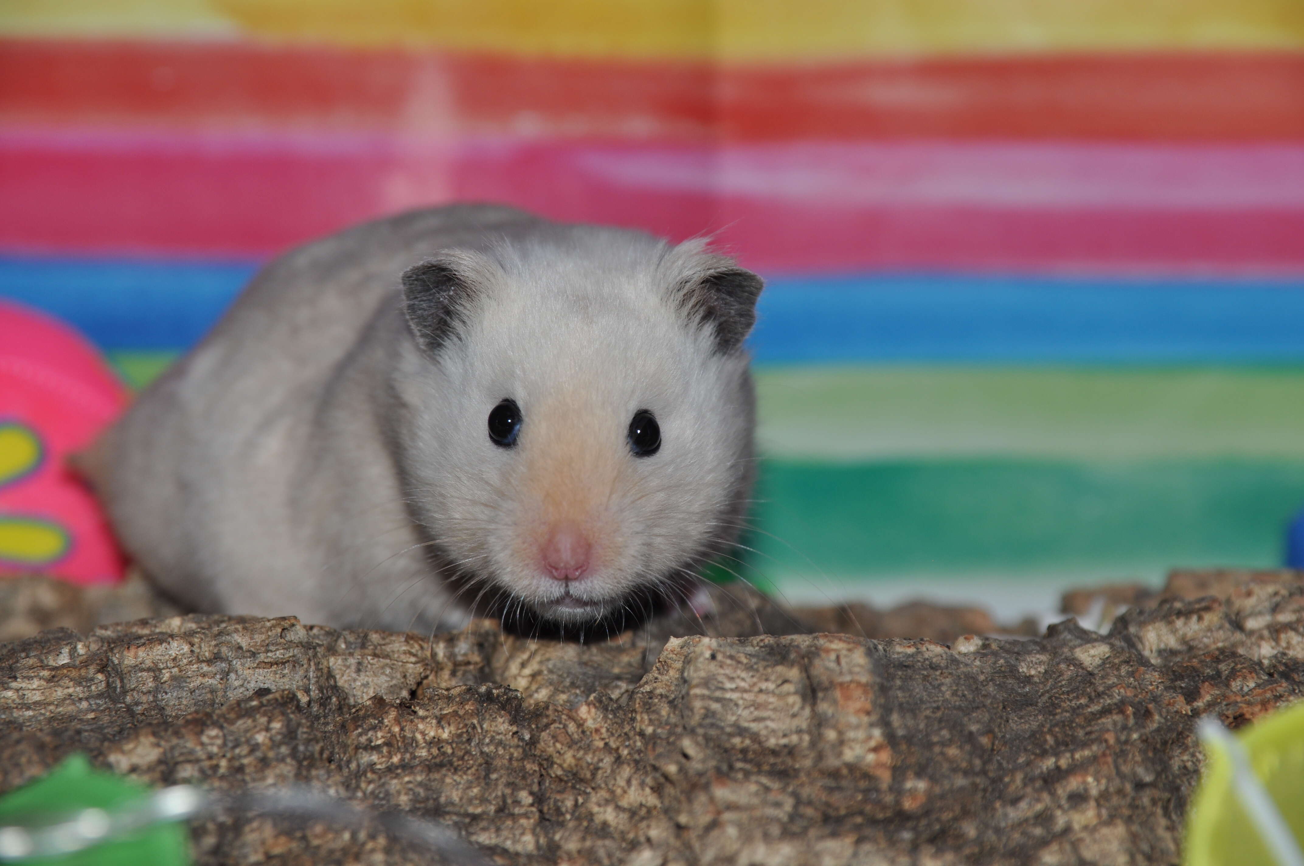 Image of hamsters