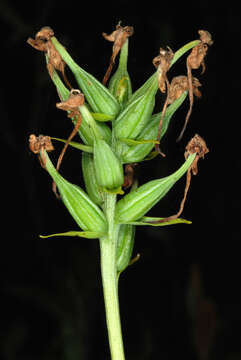 Image of white fringed orchid