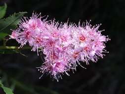 Слика од Spiraea salicifolia L.